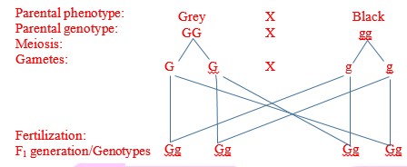 Genetic Cross